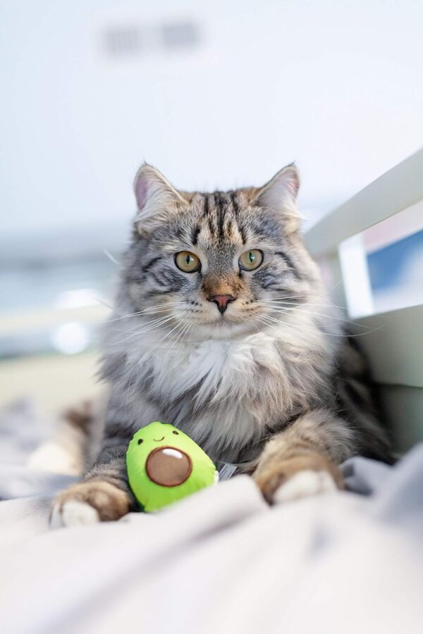 Catstages Lil’ Avocato Dental Health Catnip Cat Chew Toy For Pets - Image 3